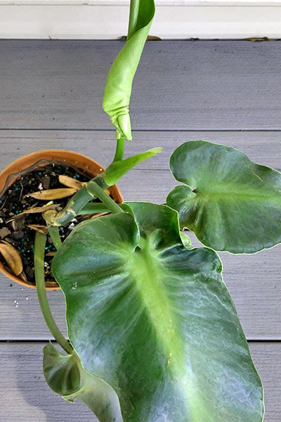 Philodendron Rugusom Aberrant 4”