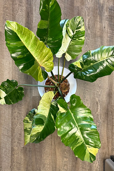 Philodendron Snowdrift 2”