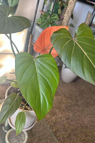 Philodendron Summer Glory 8”