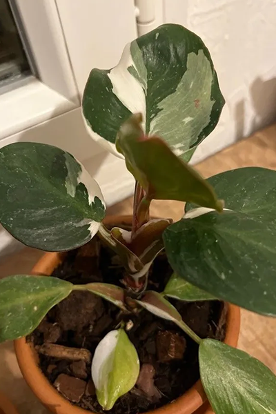 Philodendron White Knight 4”