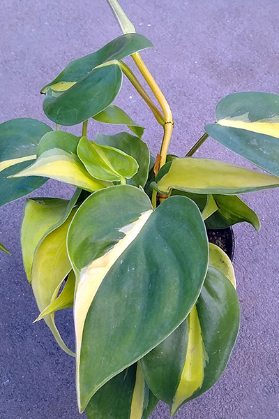 Philodendron Brasil 2"