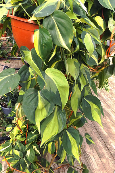 Philodendron Brasil 6"