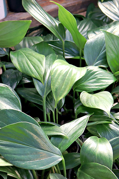 Philodendron Dragon Tail 4”