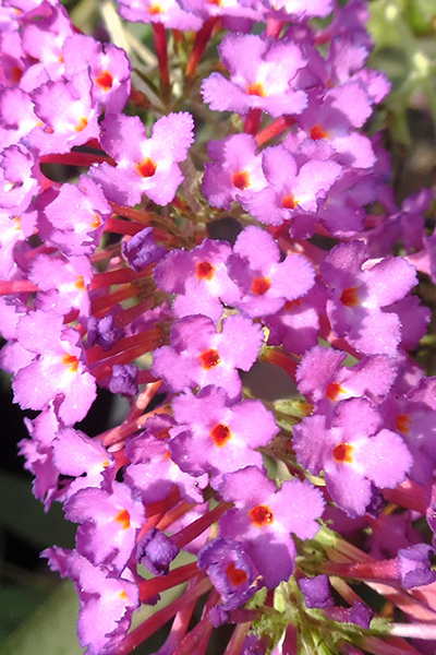 Pink Micro Chip Butterfly Bush 2G