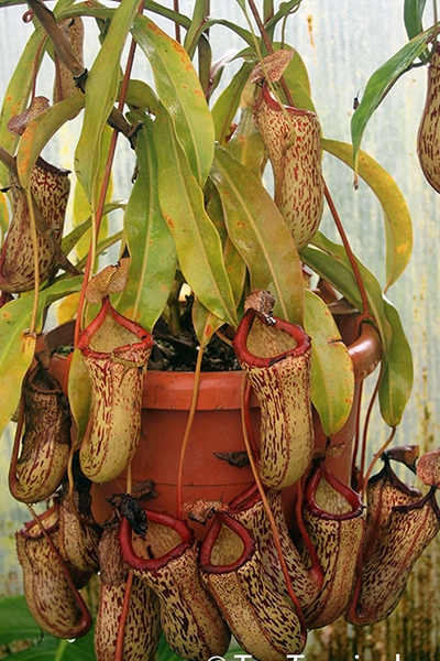 Pitcher Plant 2"