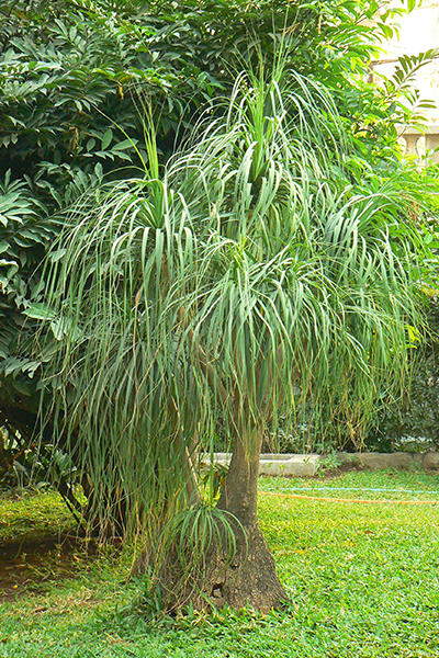 Ponytail Palm 10”