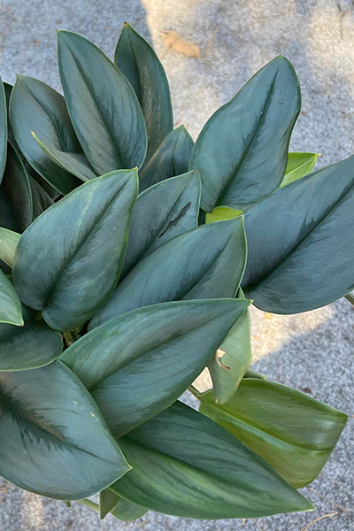 Pothos Moonlight 6”