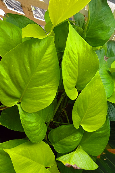 Pothos Neon 8” HB