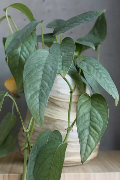 Pothos Cebu Blue 6” HB