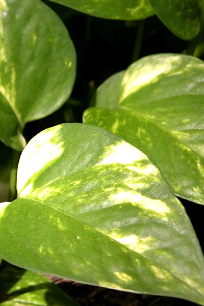Pothos Golden 6"