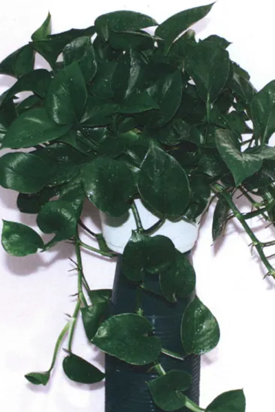 Pothos Jade 10" HB