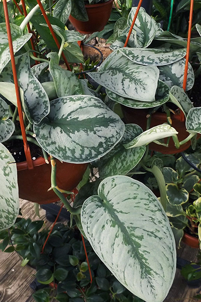 Pothos Silvery Ann 8" HB