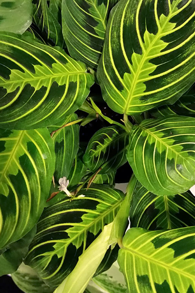 Prayer Plant Lemon Lime 4”