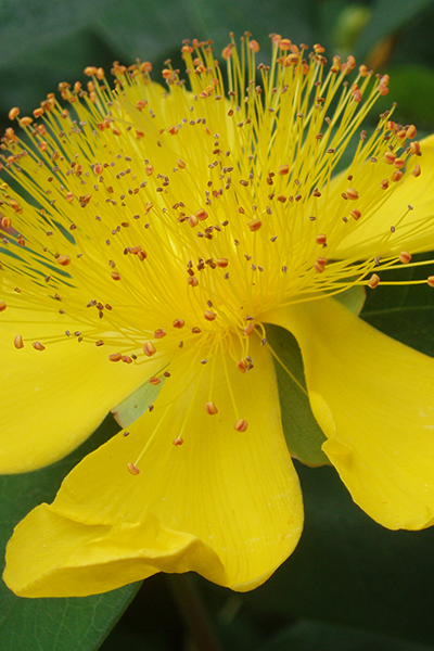Pumpkin St. John’s Wort 2G