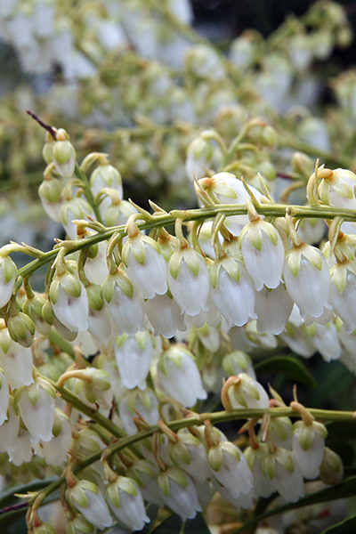 Purity Pieris 2G