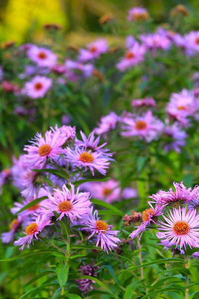 Purple Woods Aster 1G