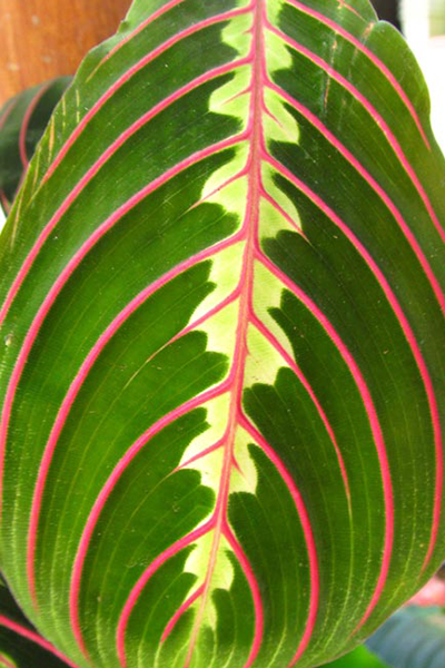 Red Prayer Plant 4”