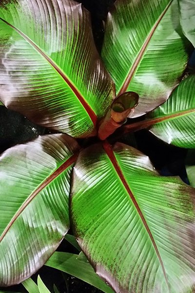Red Banana 10”