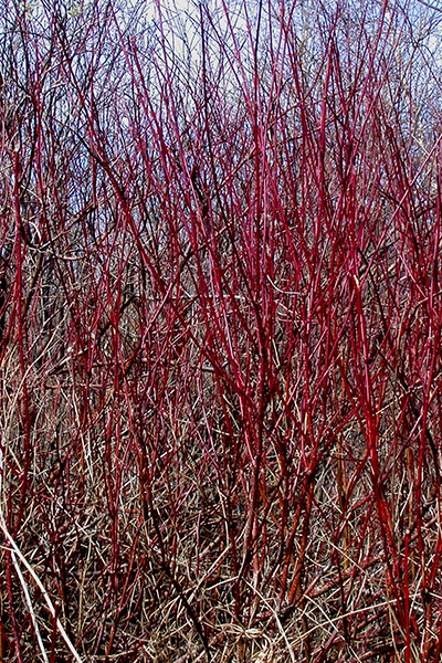 Red Twig Dogwood 2G