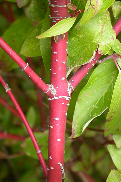 Red Twig Dogwood 5G