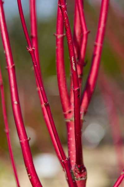Red Twig Dogwood Var 2G