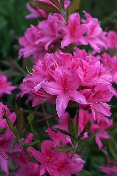 Rosy Lights Azalea 2G