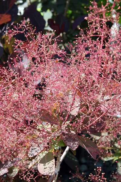 Royal Purple Smokebush 2G