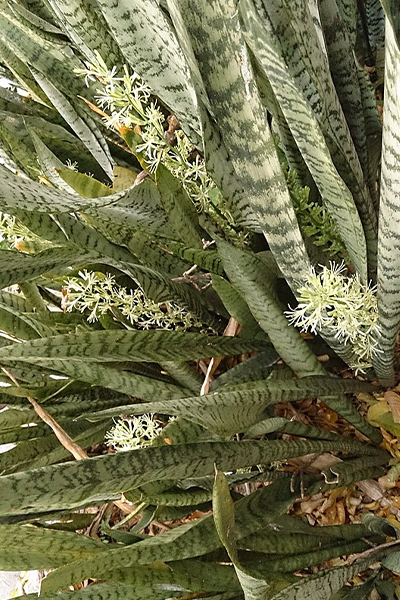 Sansevieria Black Coral 14”