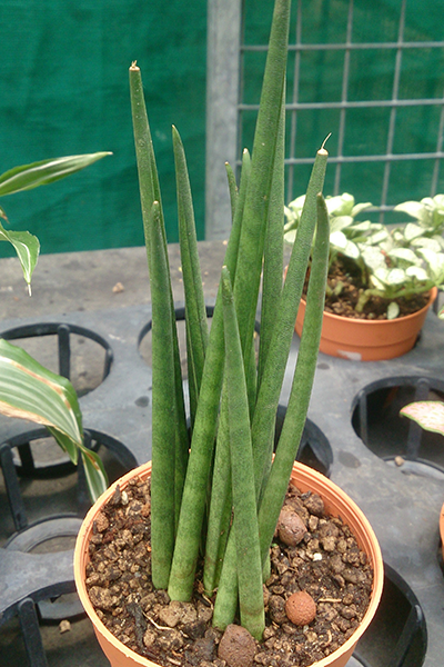 Sansevieria Mikado QT