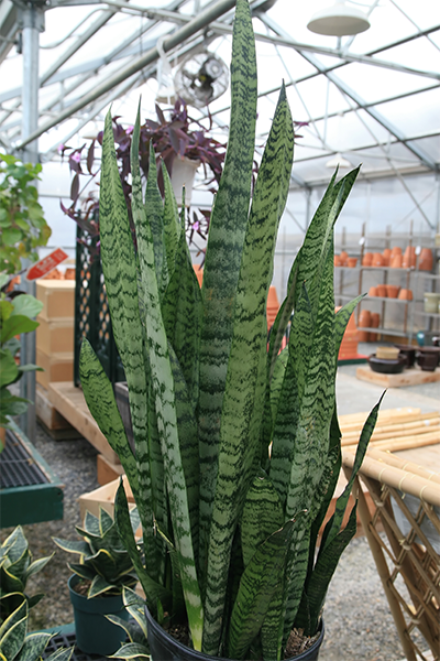 Sansevieria Zeylanica 14”