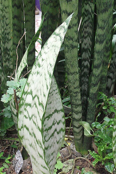 Sansevieria Zeylanica 6”