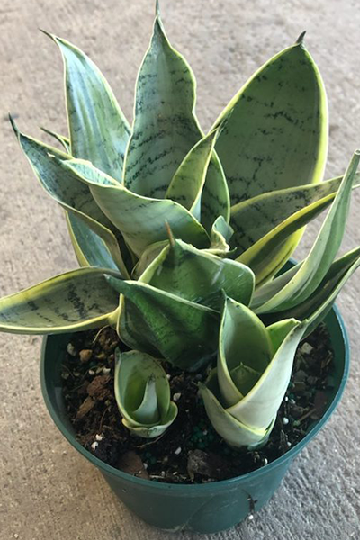 Sansevieria Night Owl 6"