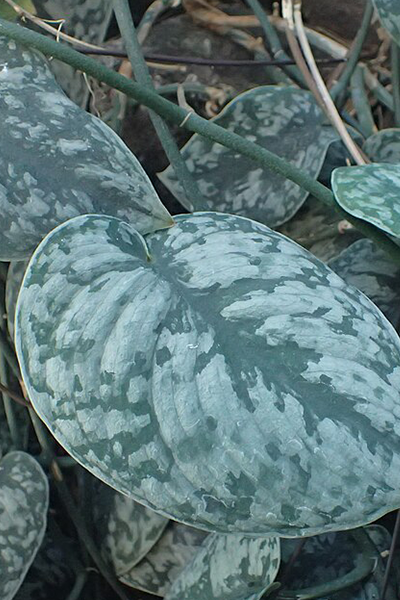 Satin Pothos 4”