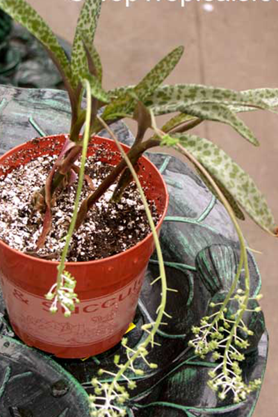 Scilla Leopard Lily 4”