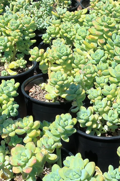 Sedum Succulent 4”