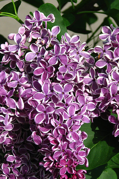 Sensation Lilac 5G