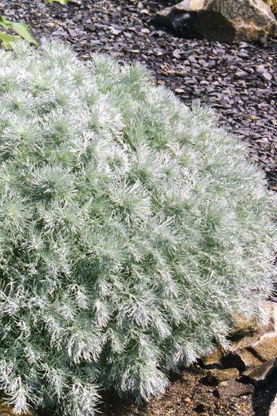 Silver Mound Artemisia 1G