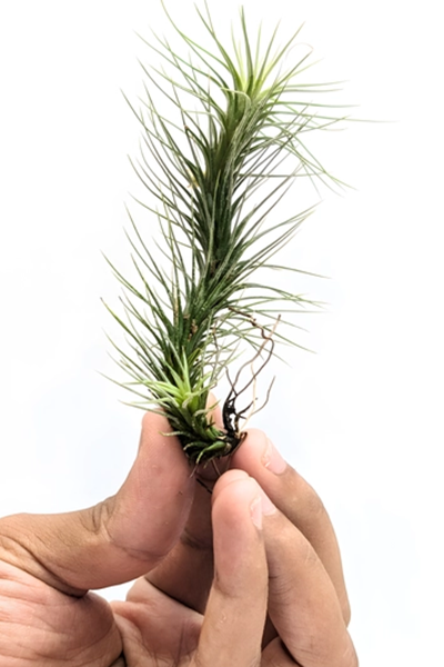 Small Air Plant