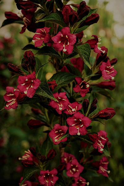 Sonic Bloom® Red Weigela 2G