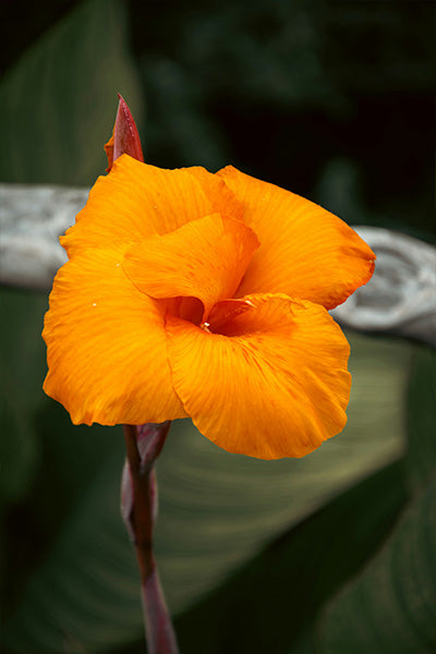 South Pacific Canna Lily 2G