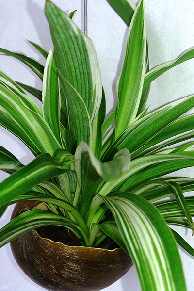 Spider Plant HB 10” ASST