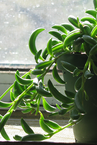 String of Bananas 6” HB