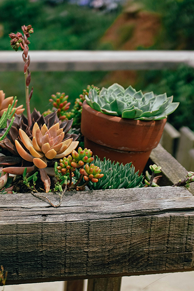 Succulent Terra Planter 4”
