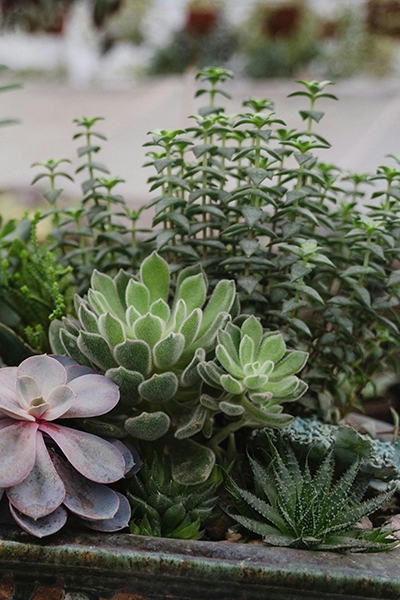 Succulent Terra Planter 6”