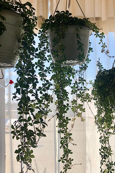 Sugar Vine 2”