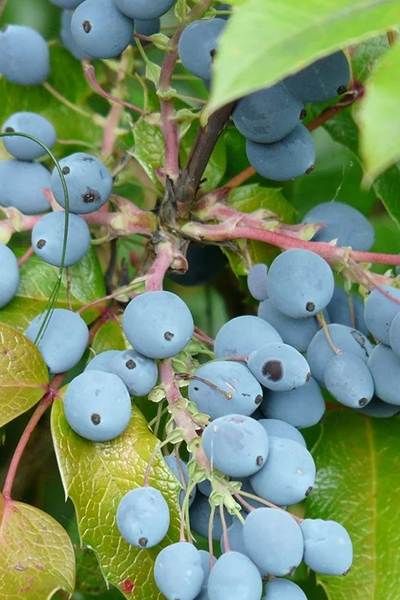 Swan Lake Oregon Grape Holly 2G