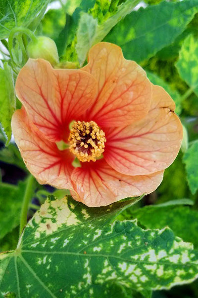 Tangerine Flowering Maple (Abutilon) 1G