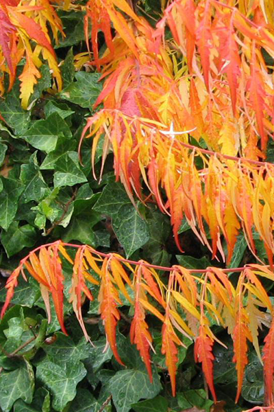 Tiger Eyes® Sumac 2G