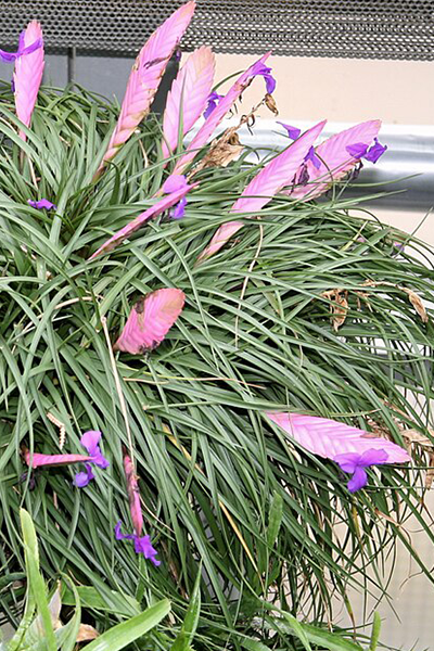 Tillandsia Pink Quill 4”