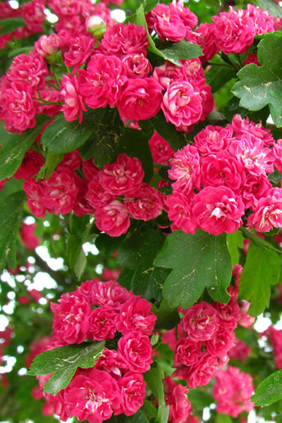 Tonto Crape Myrtle 5G